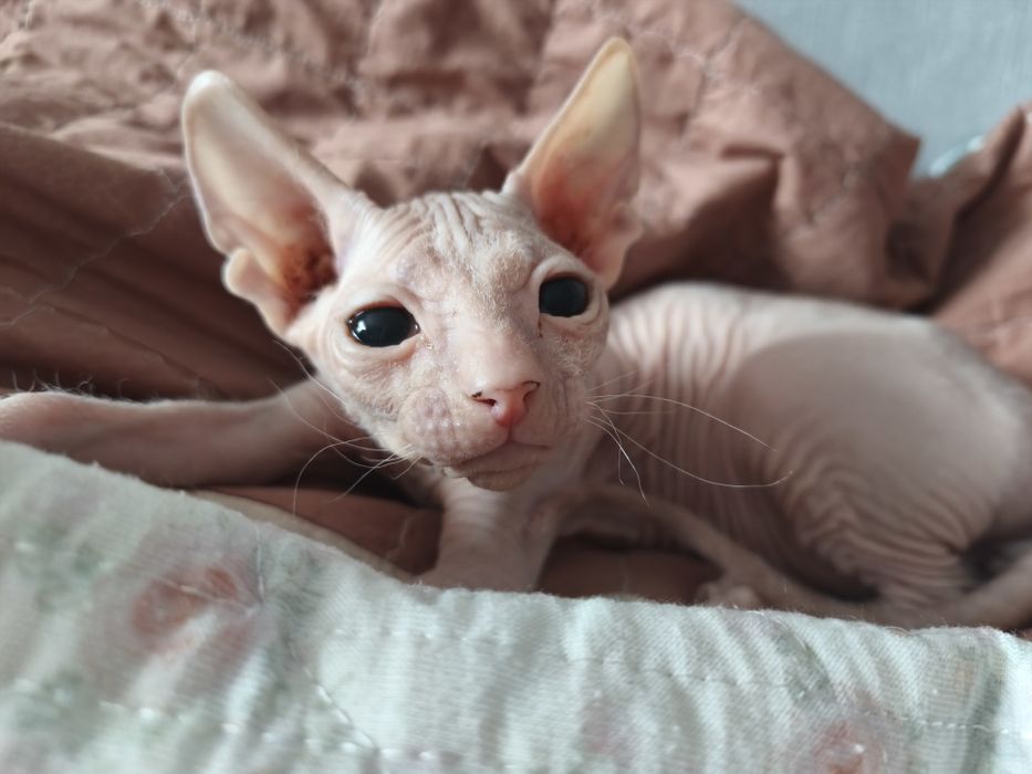 Мальчик донского сфинкса