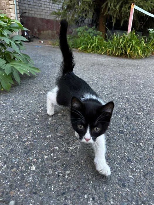 Котёнок в добрые руки