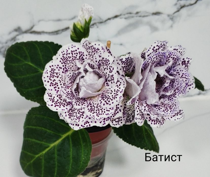 Цветущие махровые глоксинии.