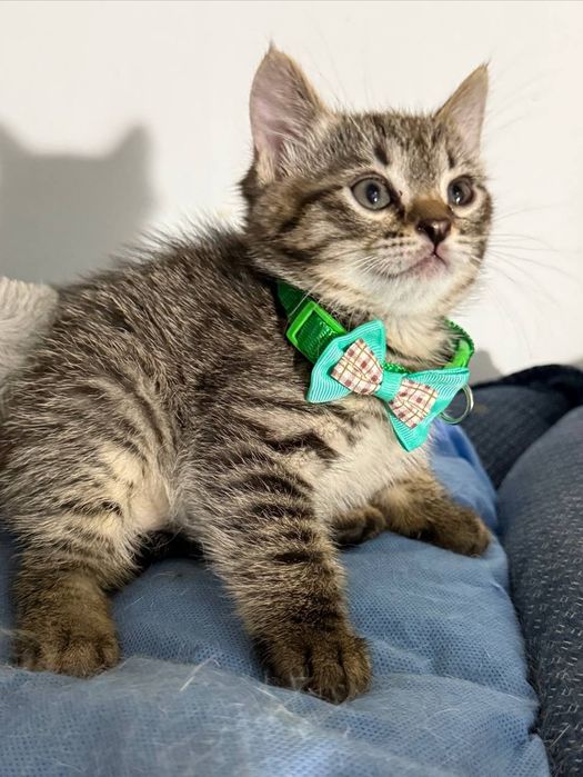 Котята ищут дом, только в Ташкент