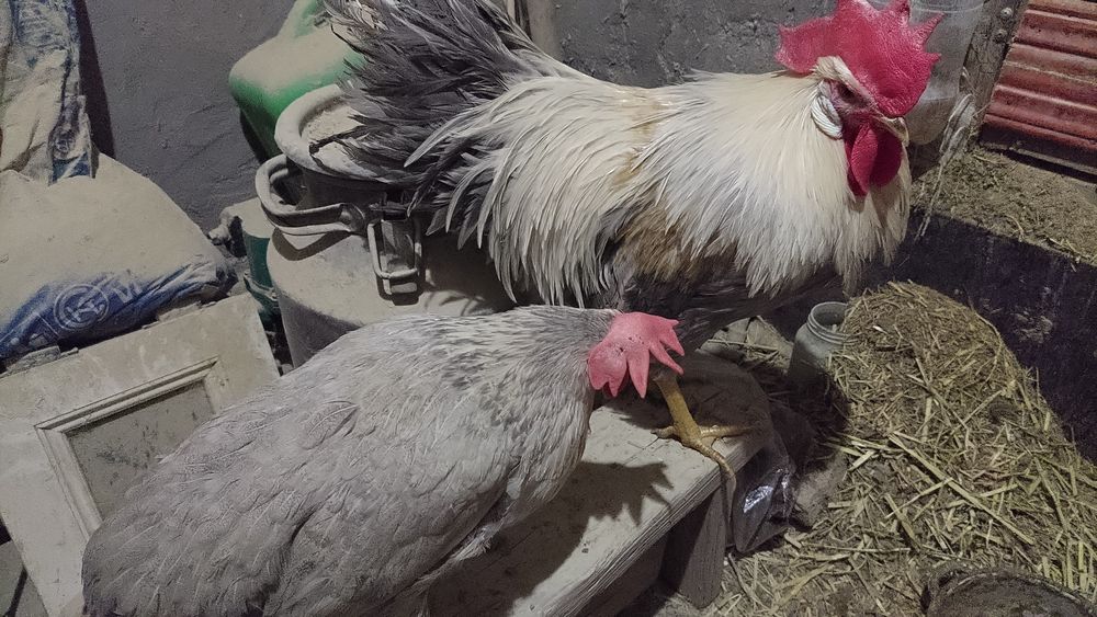 Инкубаторный яйцо Леггорн Изабелла