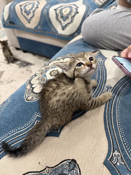 Домашние Котики