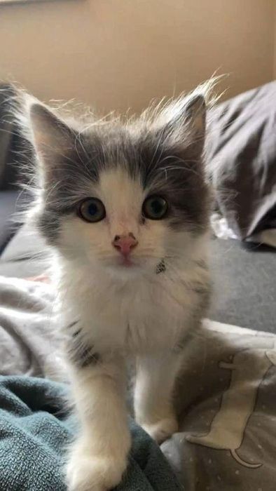 Отдам бесплатно котят