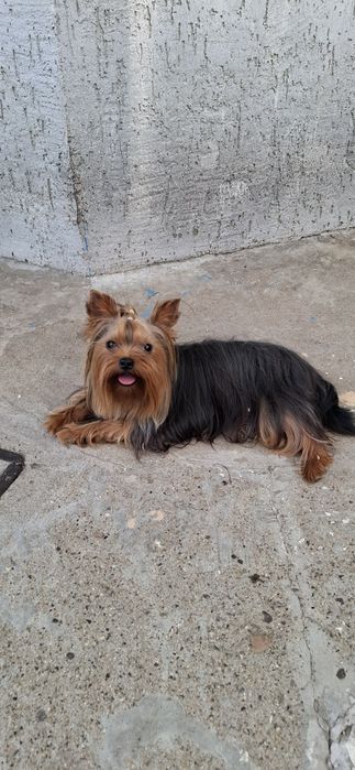 Йоркширкски териер