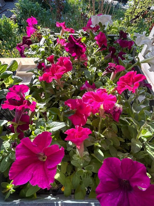 Рассада петунии и бархатцев