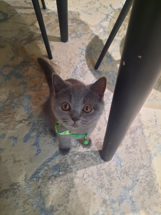 Британская короткошерст котенок