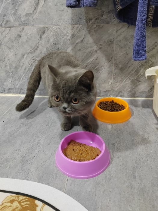 Скотиш страйт  сотилади