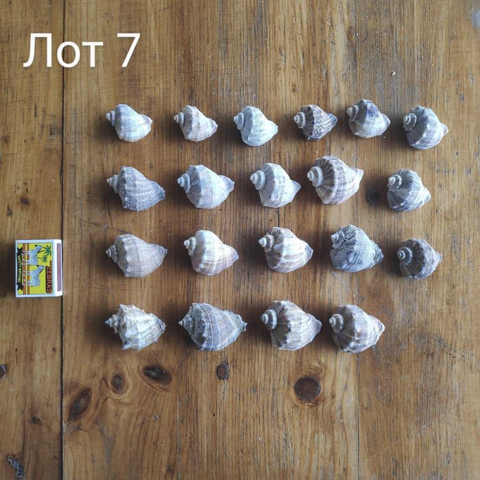 Натурални черупки от морски рапани, различни размери