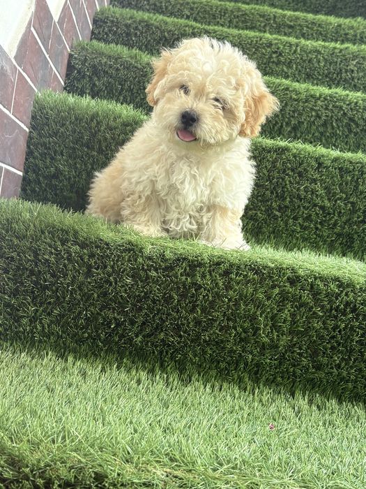 Maltipoo mini toy