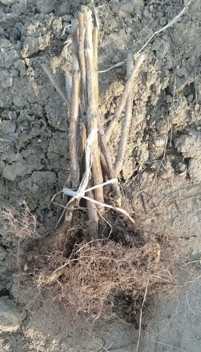 Саженцы красной и черной смородины