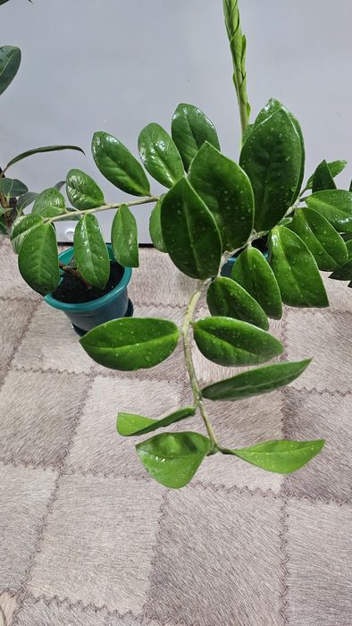 Замиокулькас комнатный цветок