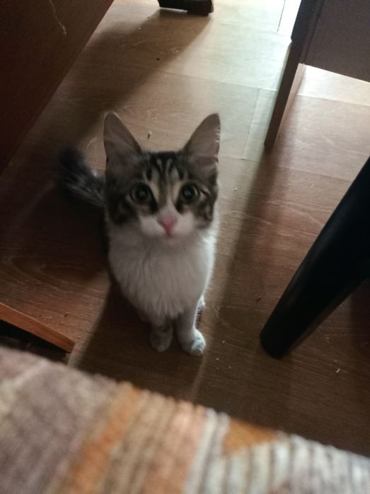 Очень красивый котенок