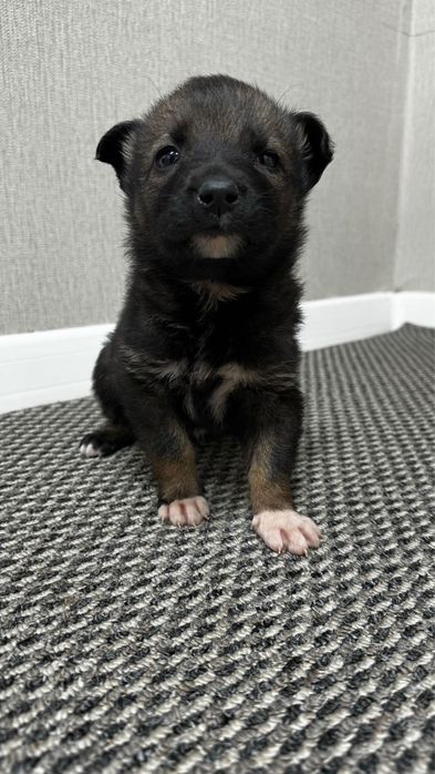 Щенята красивые ищут дом