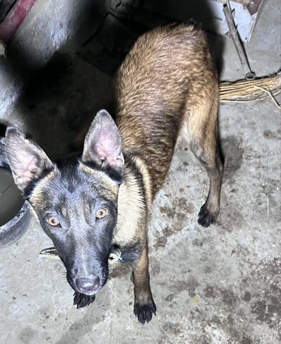 Malinua Belgiya afcharka