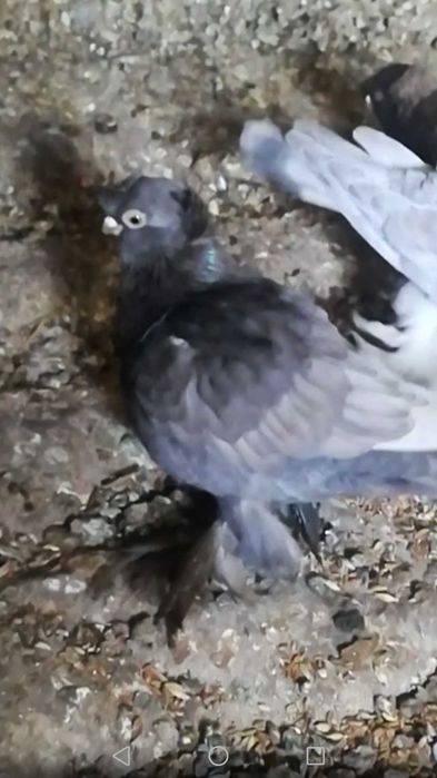 Продам голубей одногнездки