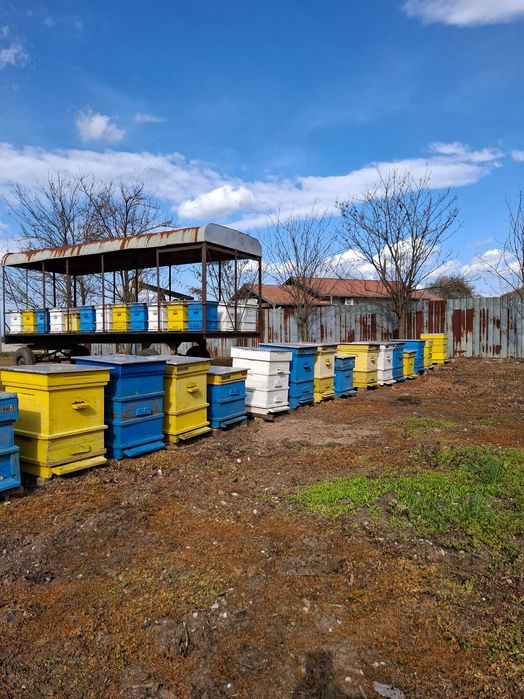Продавам пчелни семейства