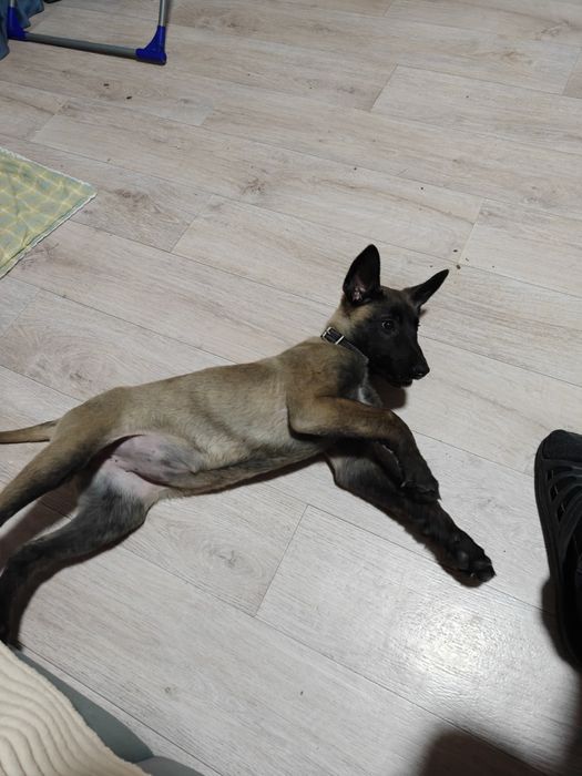 Бельгийская овчарка Малинуа