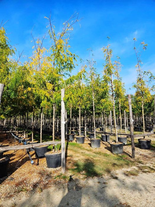 Plante Ornamentale de Elită – Aclimatizare Perfectă