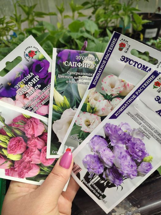 Эустома,вербена,петунья,патио георгины