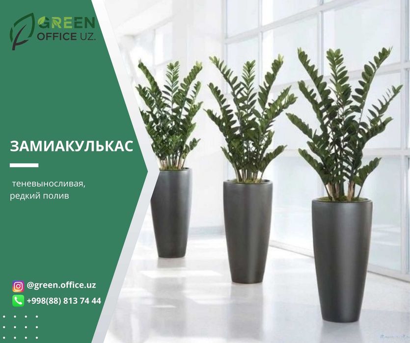 Популярные комнатные растения