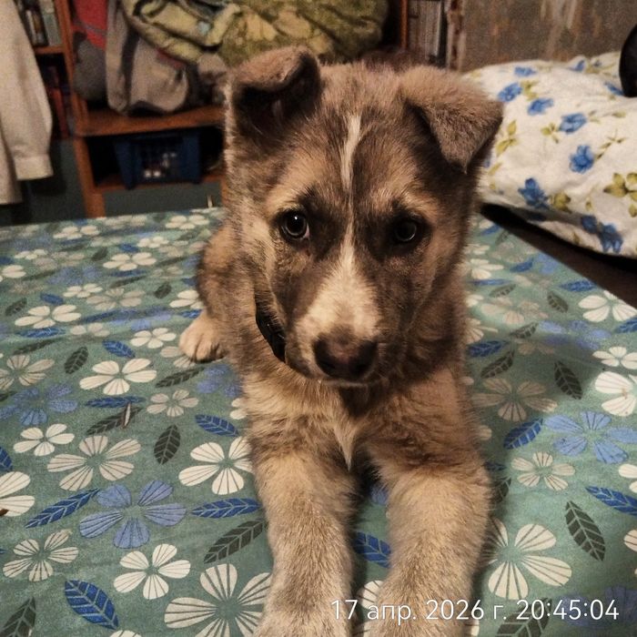 Щенок девочка в поисках дома