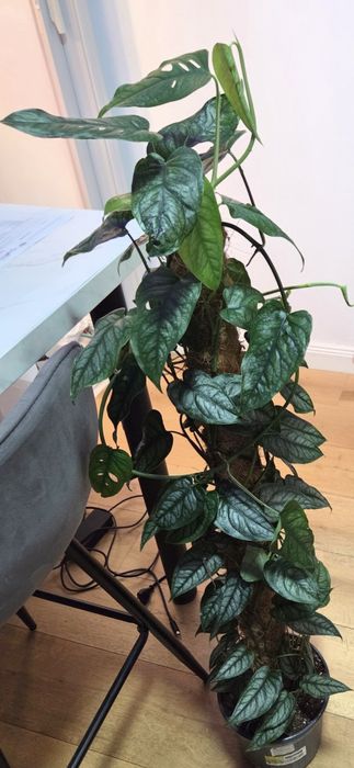Monstera Dubia, siltepecana Alocasia
