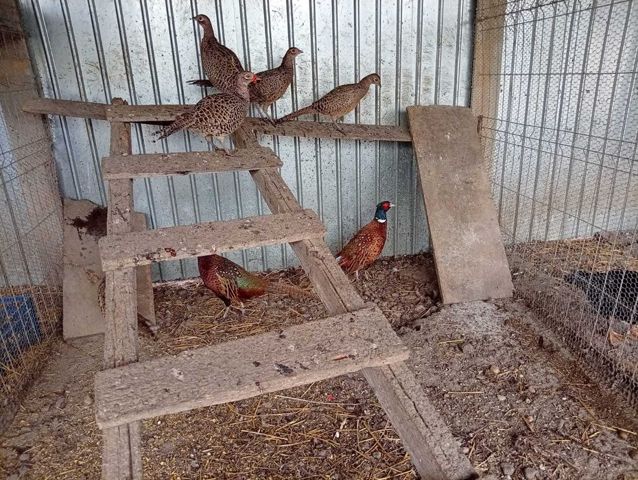 Vând fazani și potârnichii...