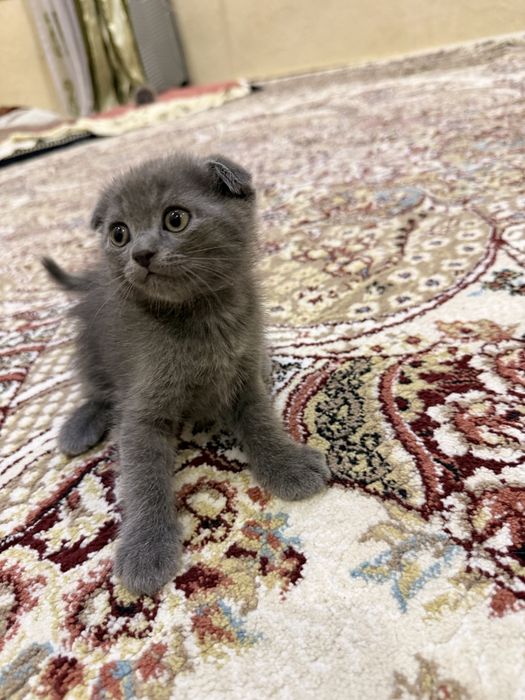 Скотиш фолд вислоухие и с обычными ушками