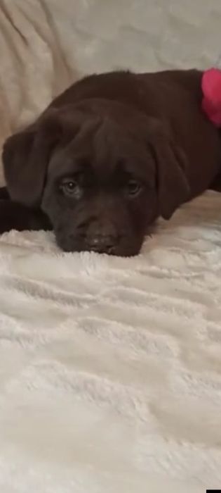 Породные детки лабрадора ретривера.