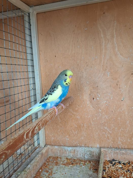 Выставочные попугаи