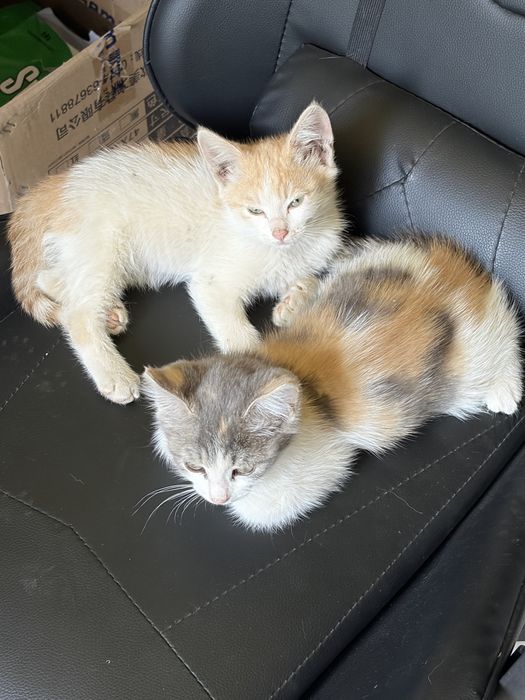 Отдам котят в добрые руки
