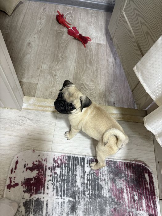 мопса в добрые руки