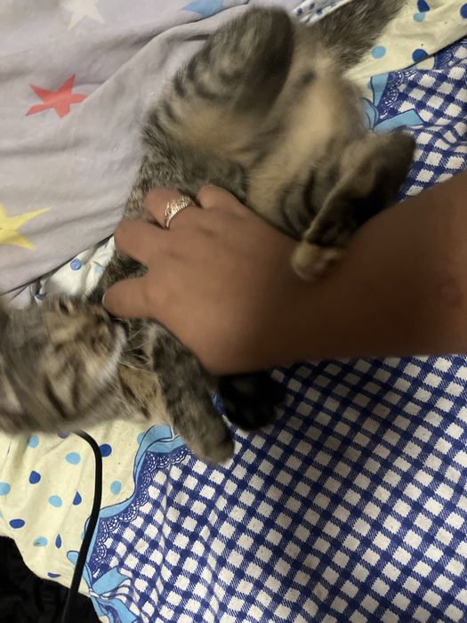 Отдам в добрые руки