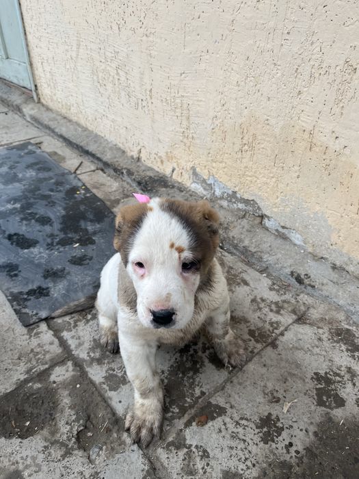 Алабай күшік сатылады