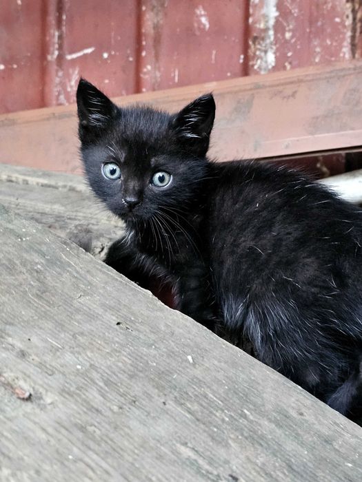 Pisoi spre adoptie