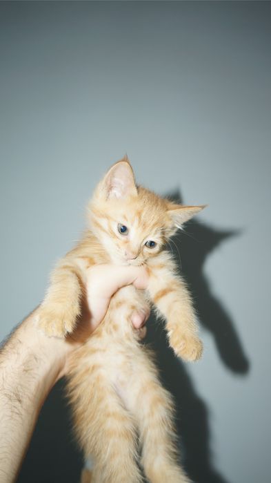 отдам котят в хорошие руки
