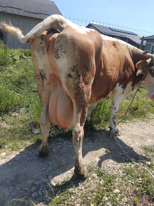 Vand vaca baltata romaneasca