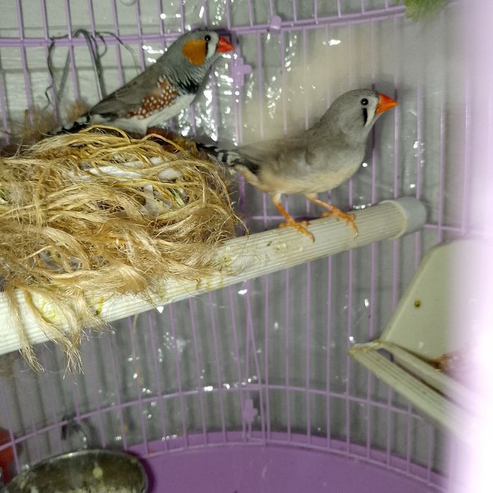 Vând zebre australiene