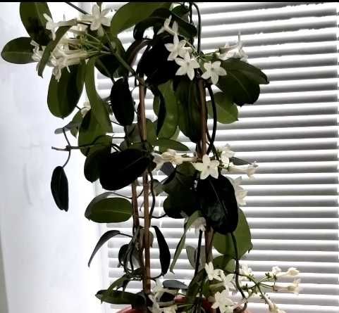 Продается жасмин комнатный