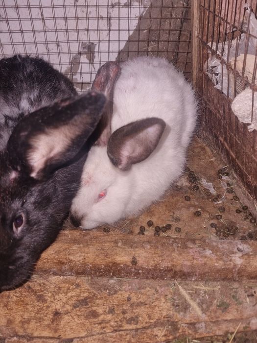 Кролики калефорня