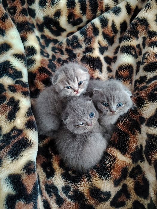 Mushukchalar sotiladi