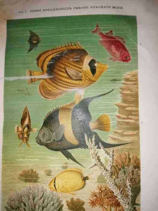 Жизнь моря- К. Келерь