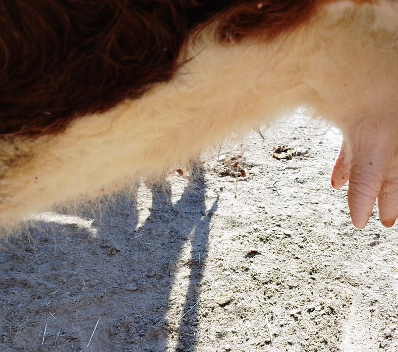 Кашар сатылады..