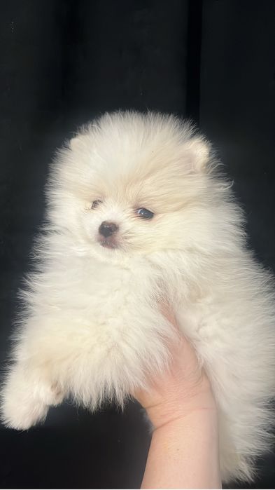 Щеночки щпица мальчики