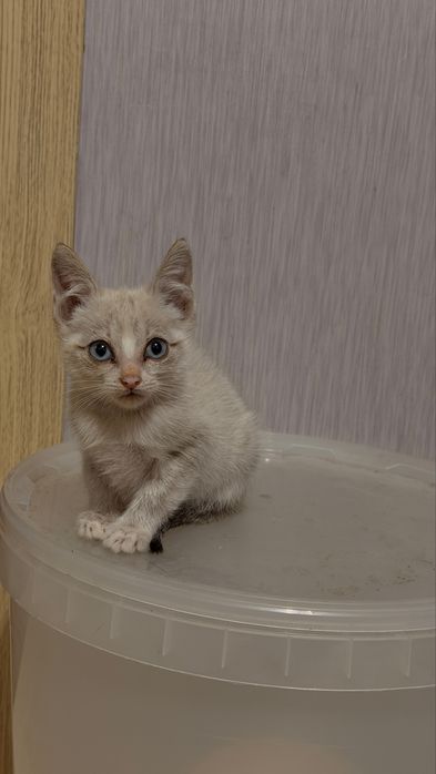 Отдам котят в хорошие руки