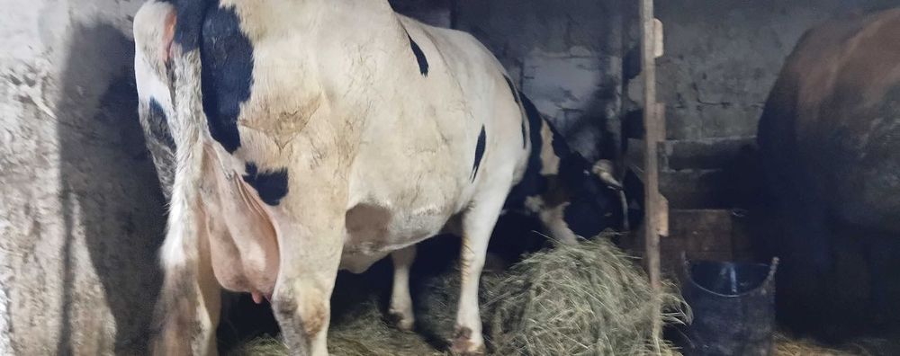 Продам здоровую корову