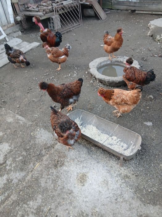 Gaini motate  golase