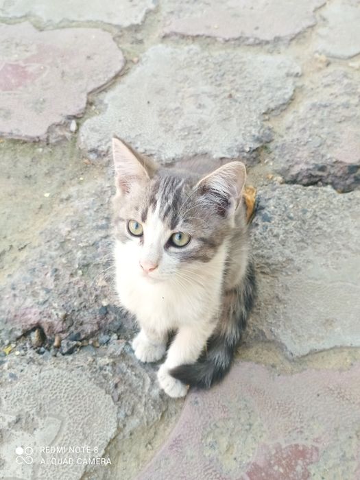 Бесплатно отдам котята