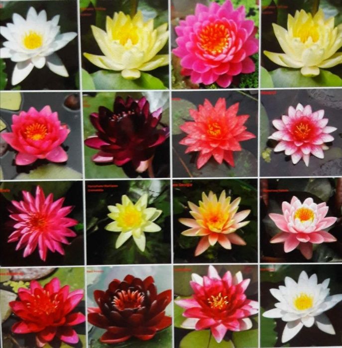 Vand crapi koi si plante de iaz