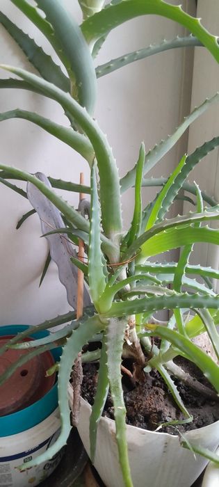 Розмарин пищевой .